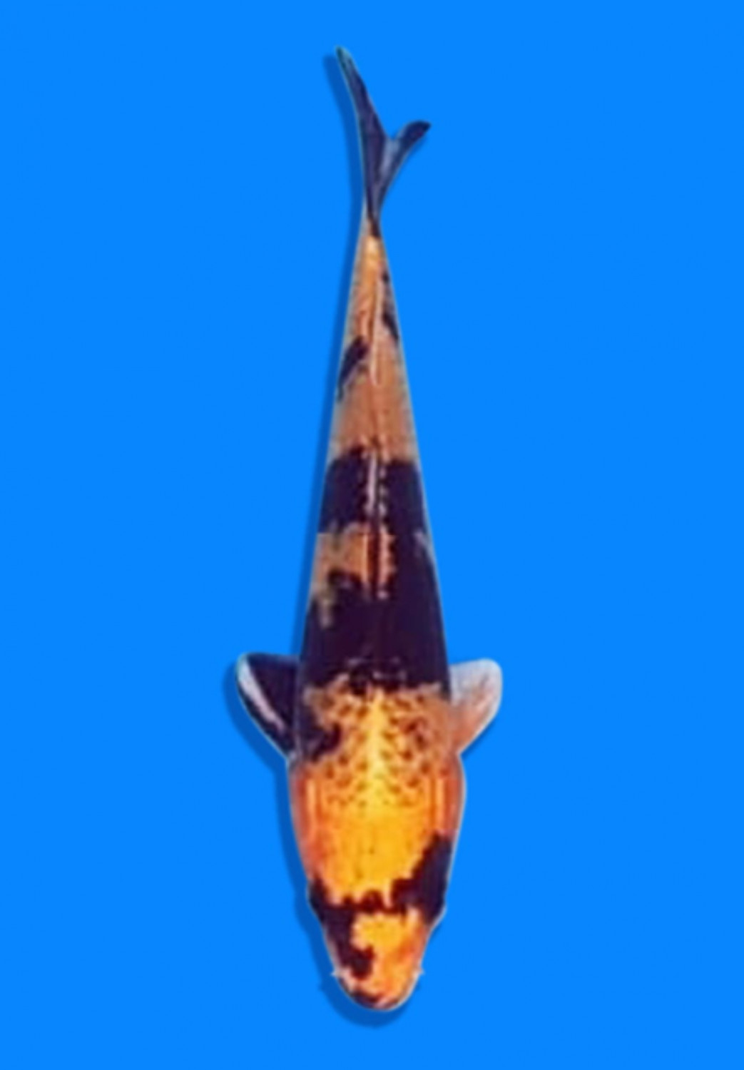 Juara 3