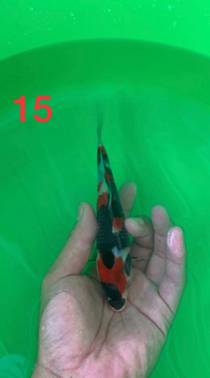 Best In Size A 13-15 Cm