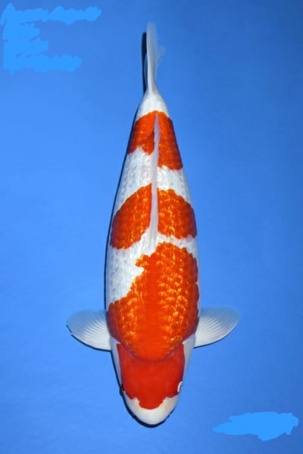 Best In Size B 51-55 Cm