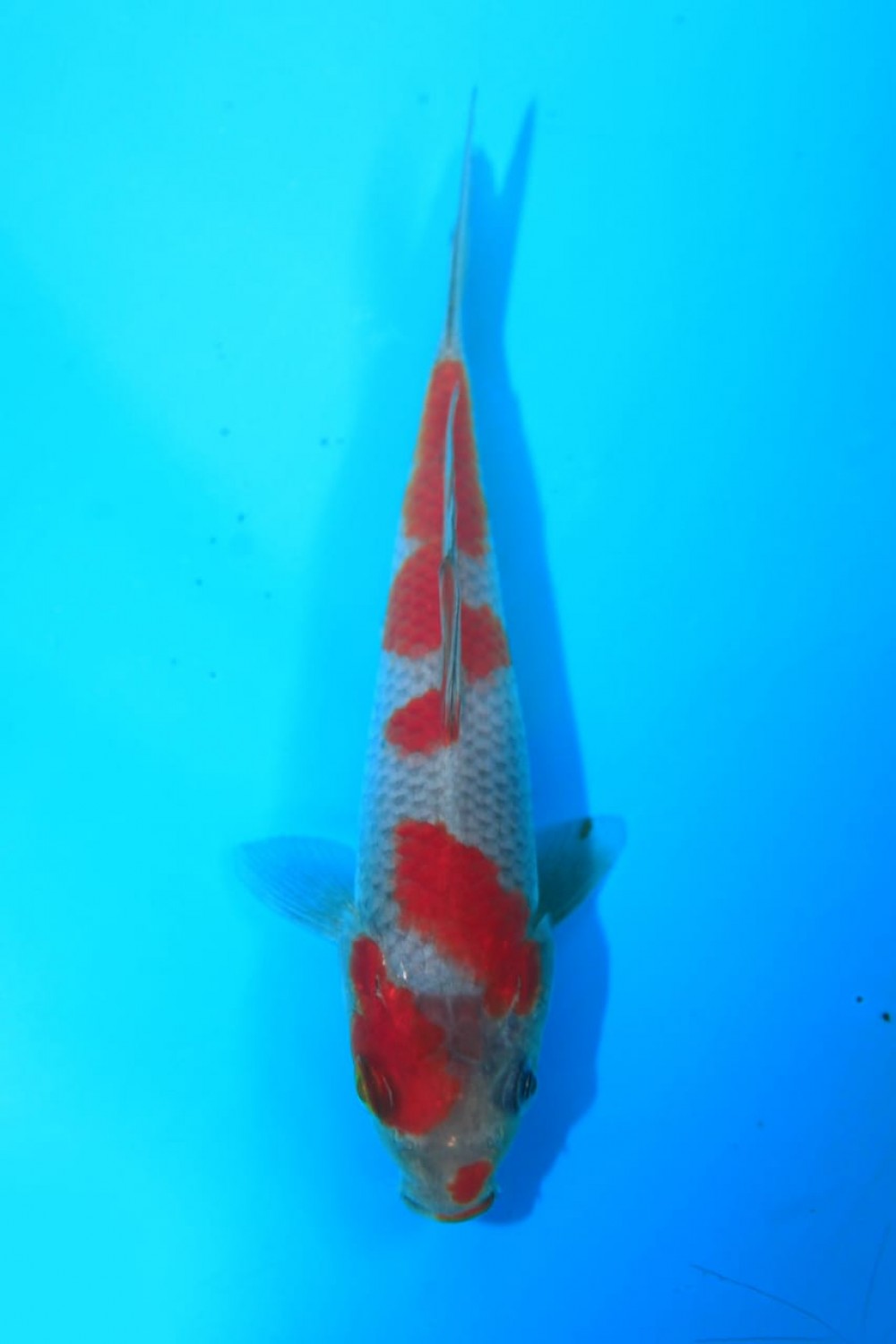 Juara 1