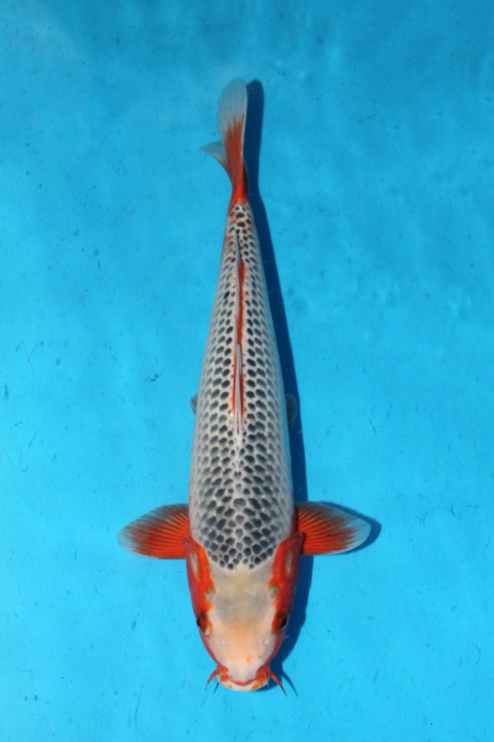Juara 3