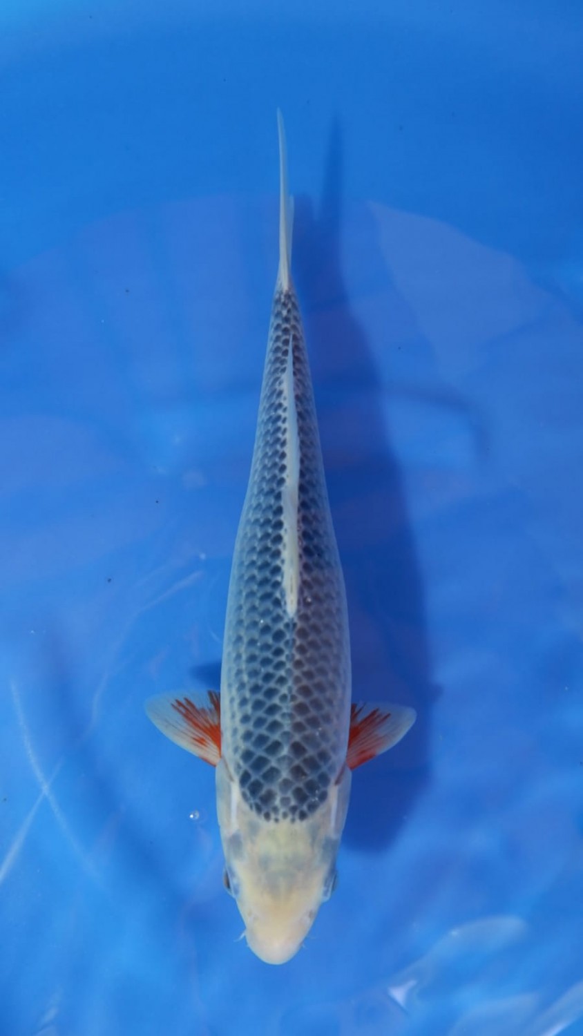 Juara 2