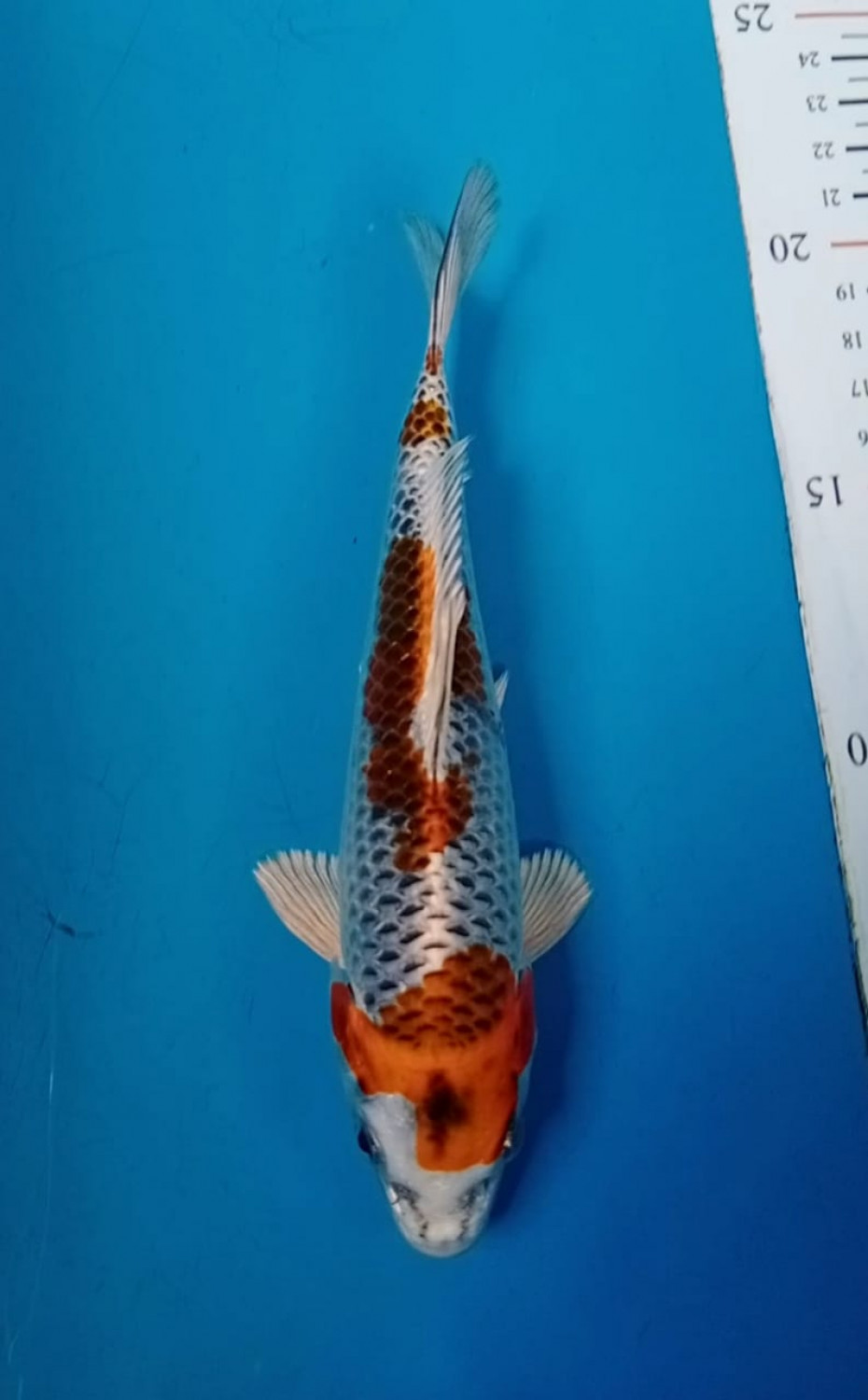 Juara 1