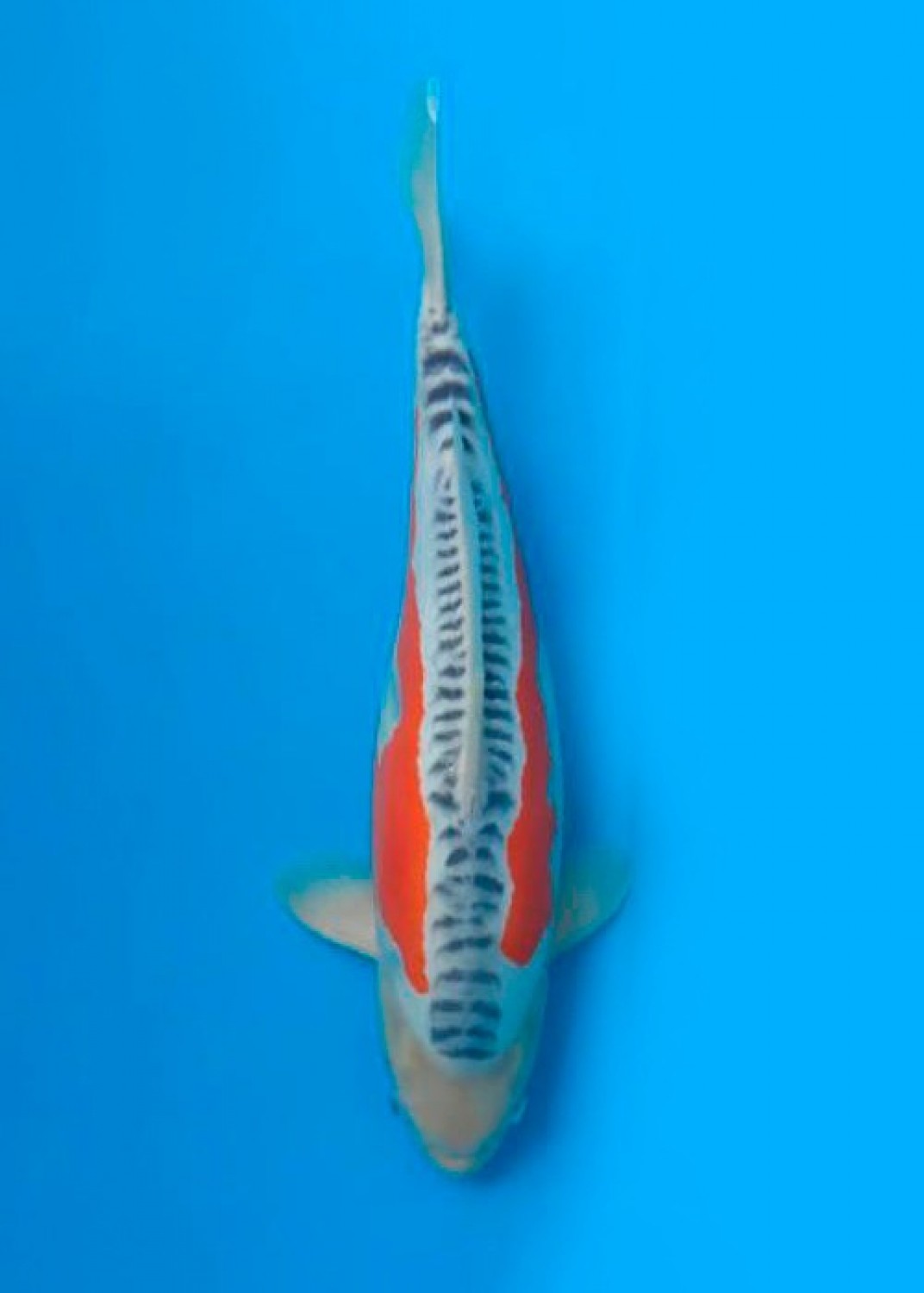 Juara 1