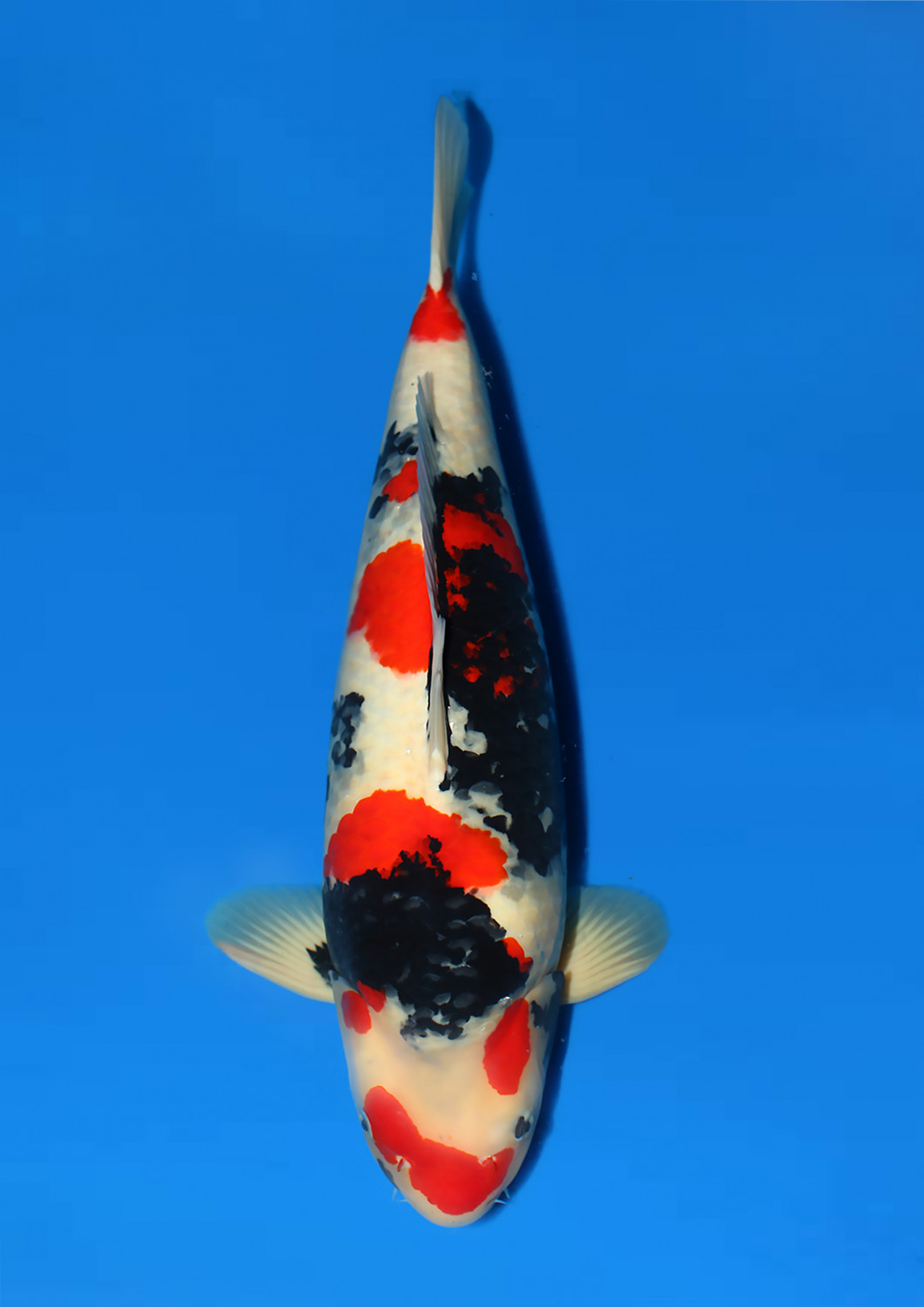 Juara 1