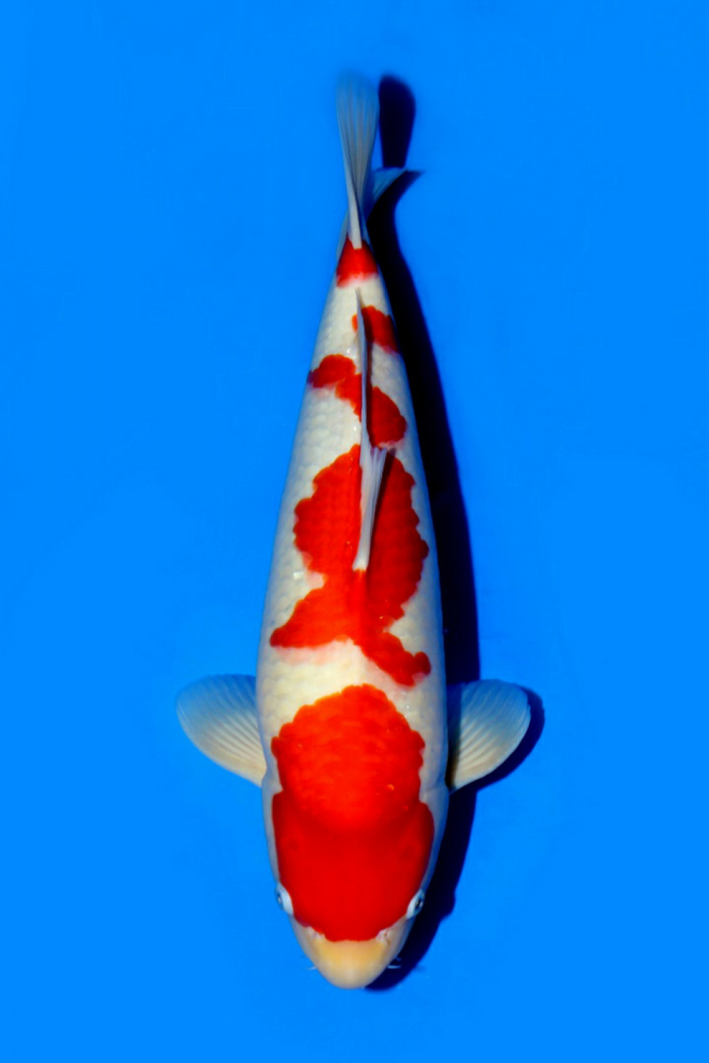 Juara 2