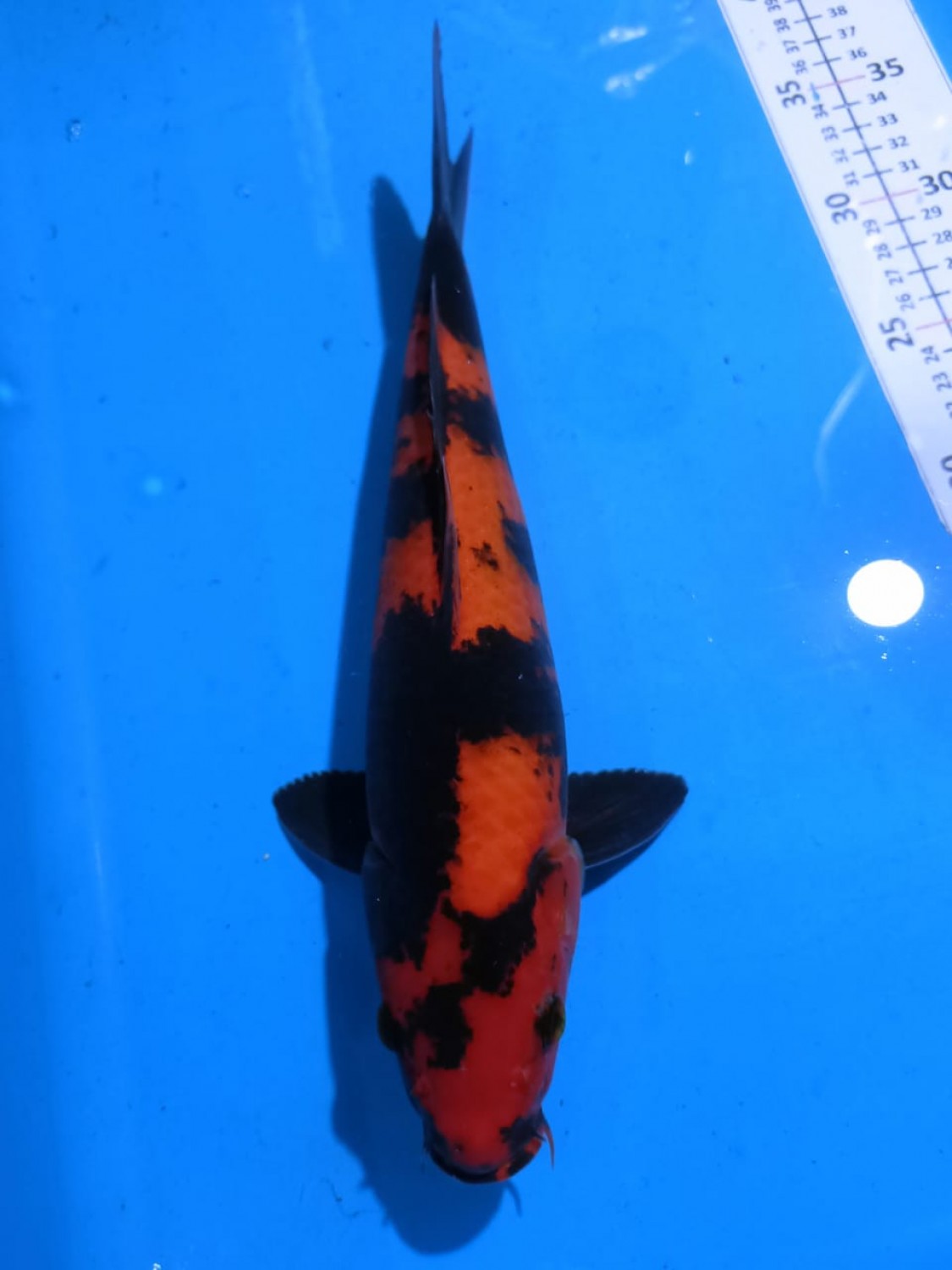 Best In Size D 26-30 Cm