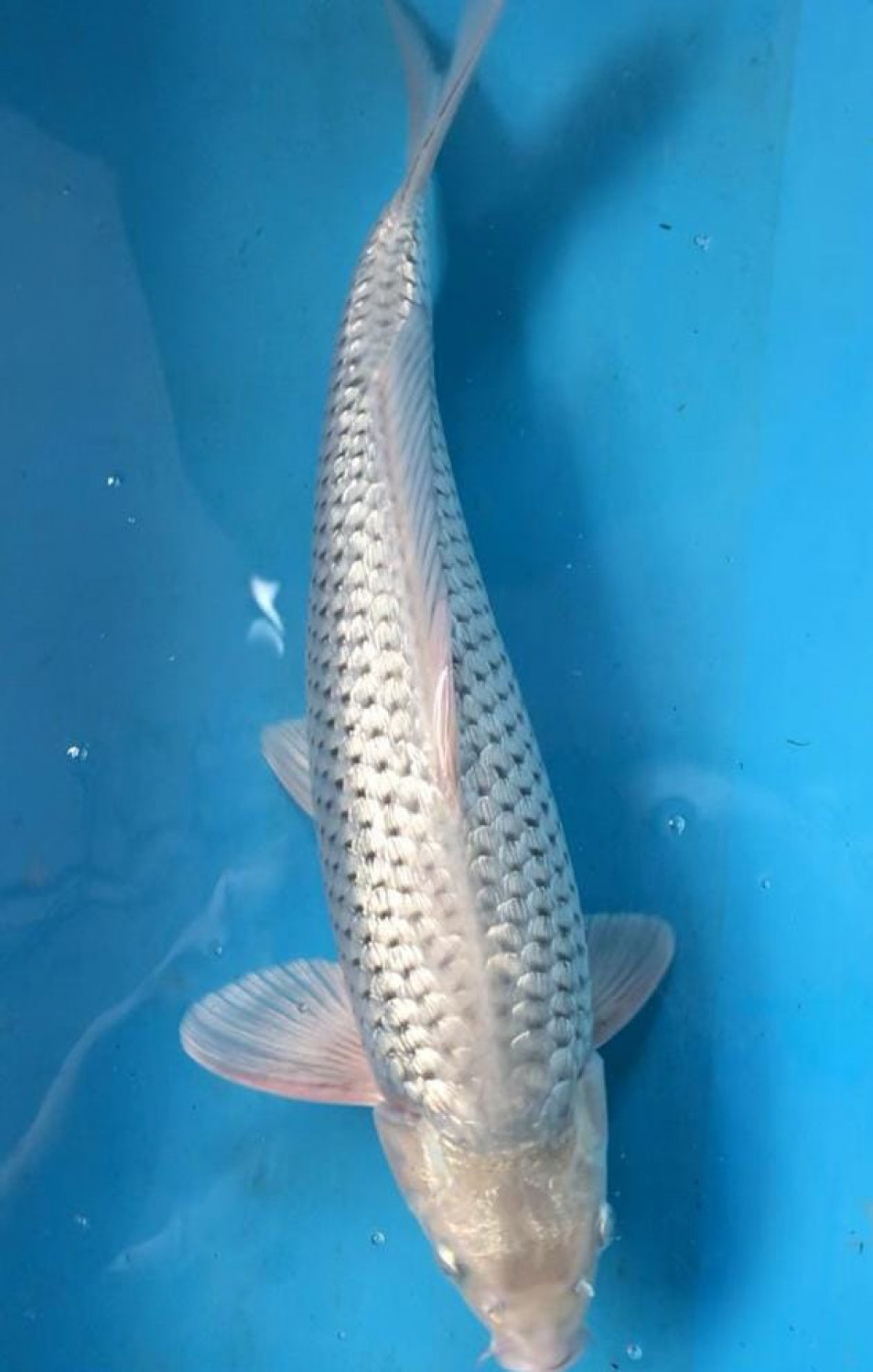 Juara 2