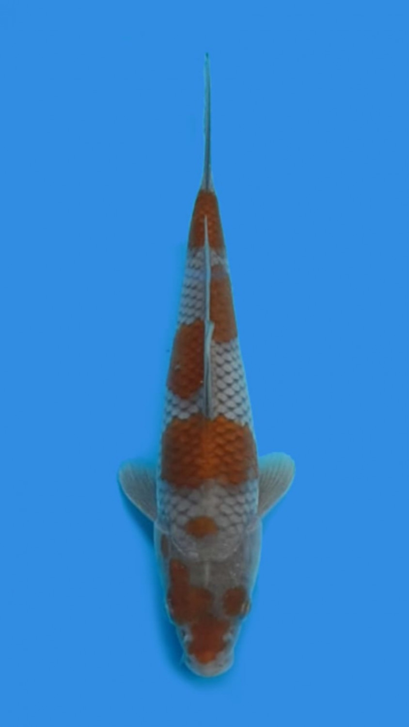 Juara 3
