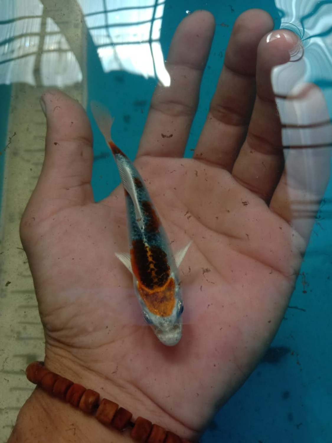 Juara 1
