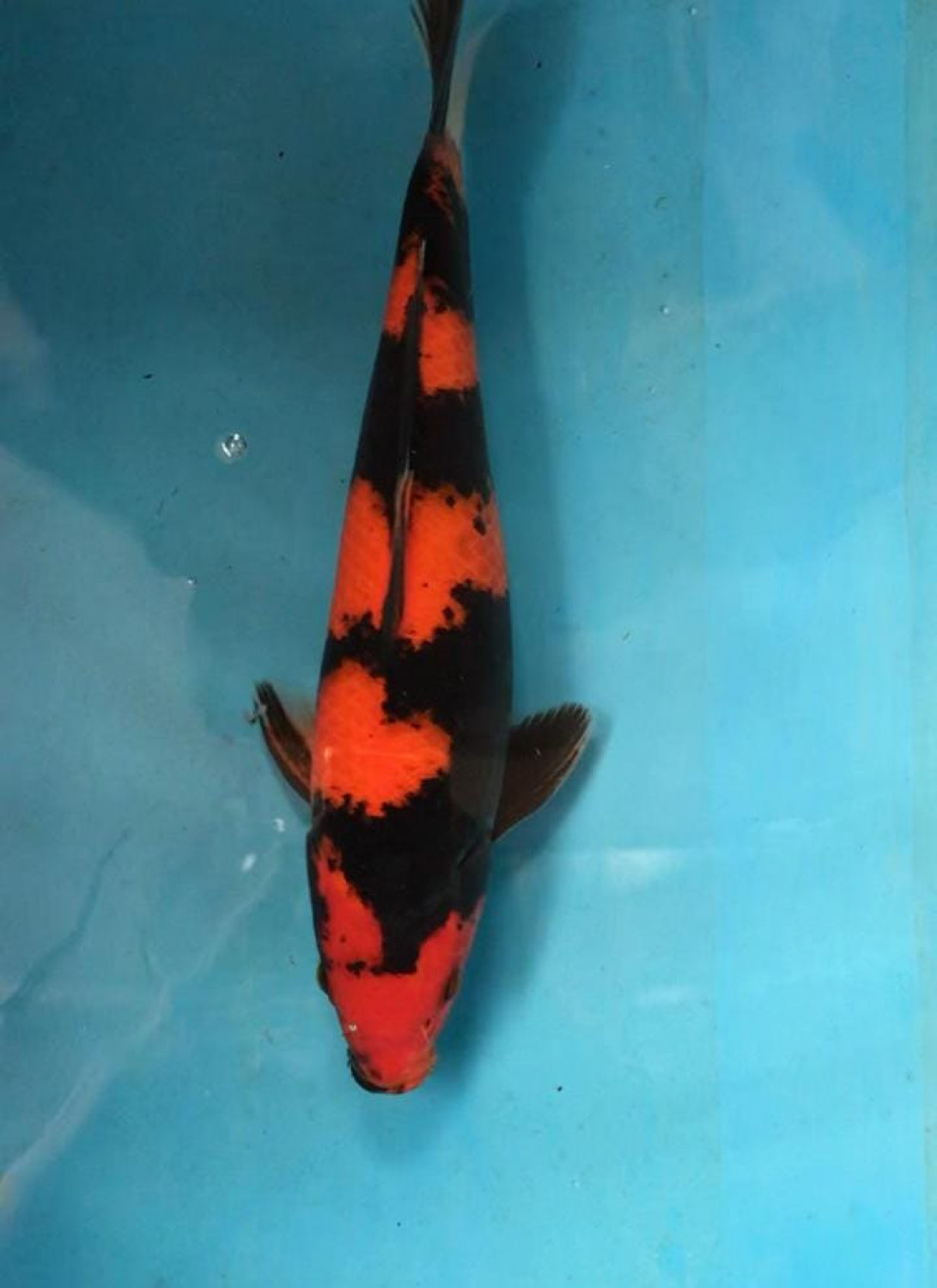 Juara 1