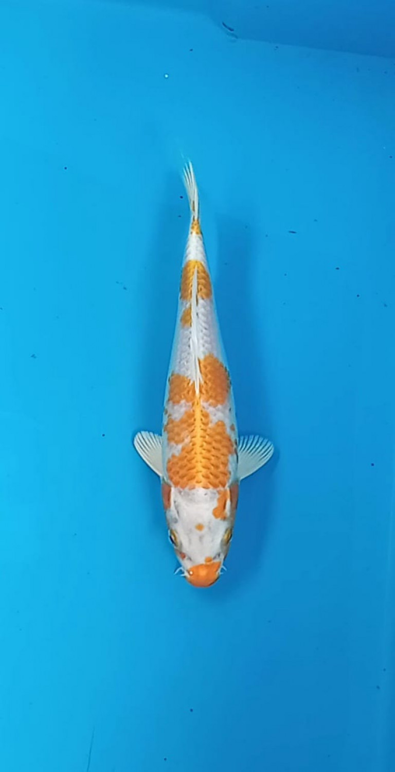 Juara 1