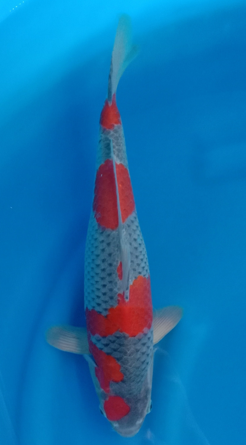 Juara 2