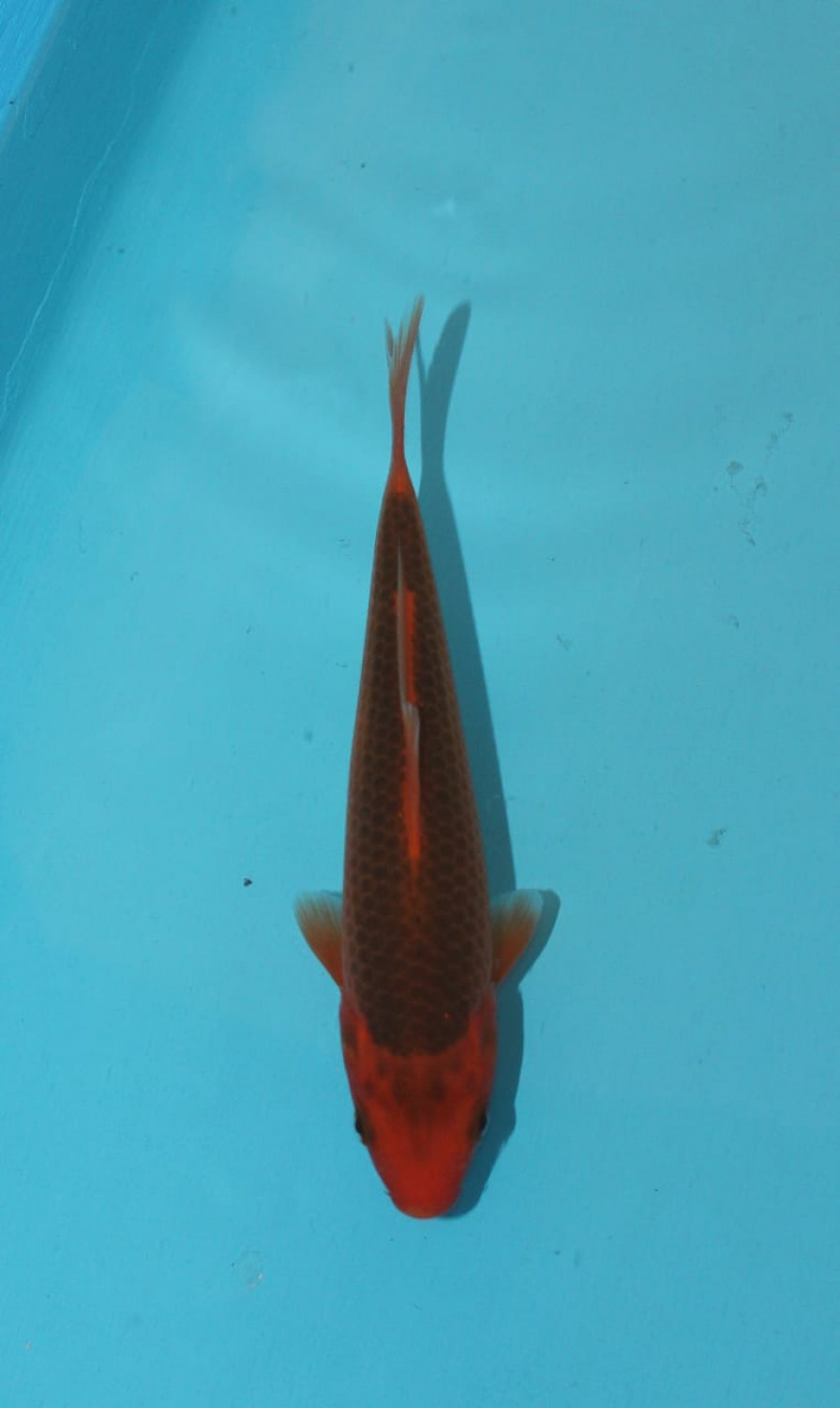 Juara 1