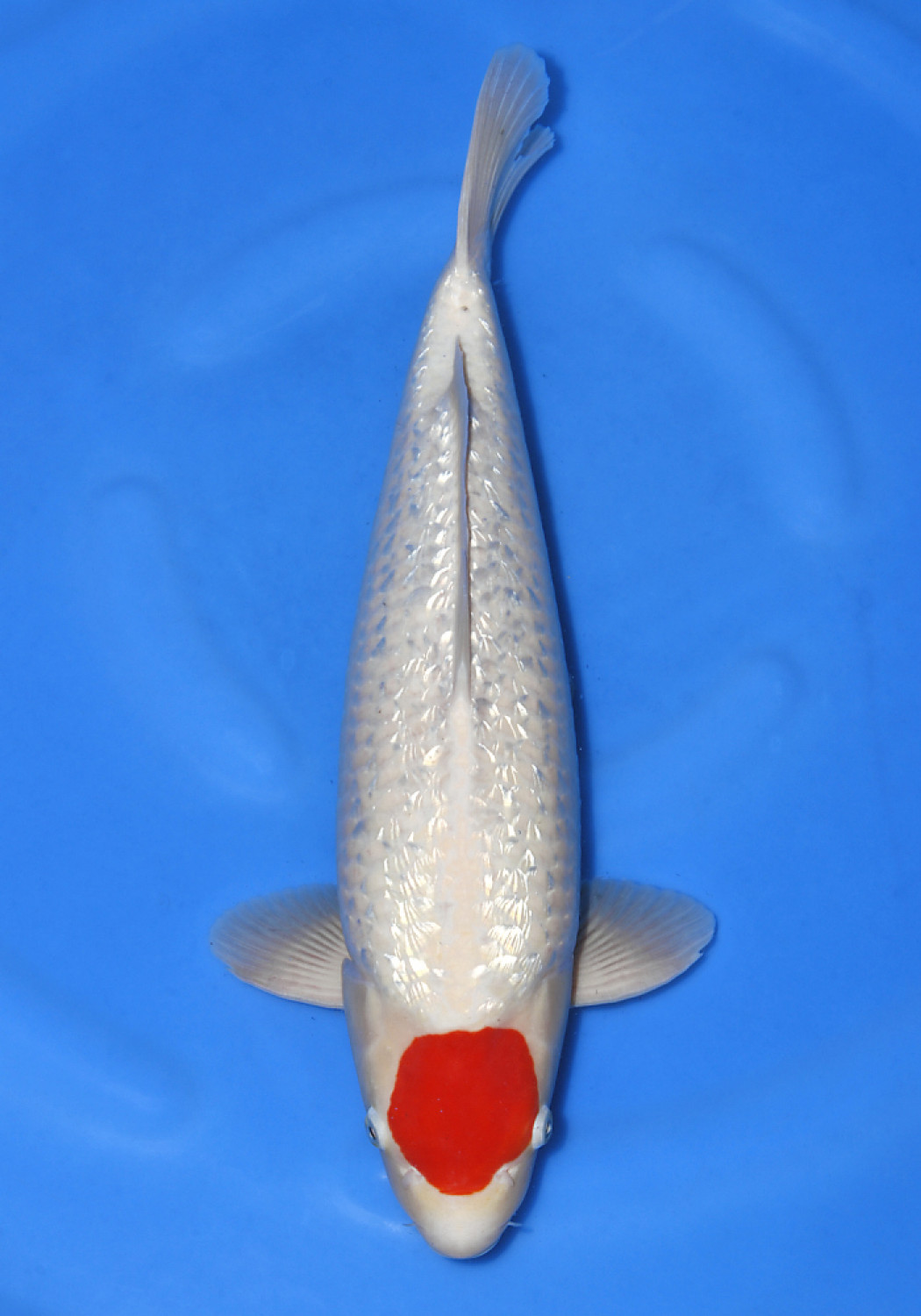 Juara 1