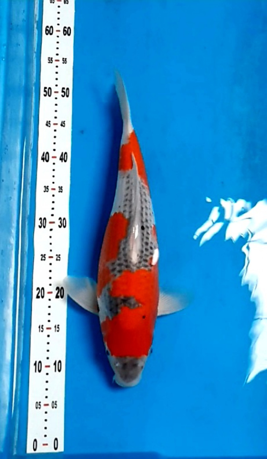 Juara 1