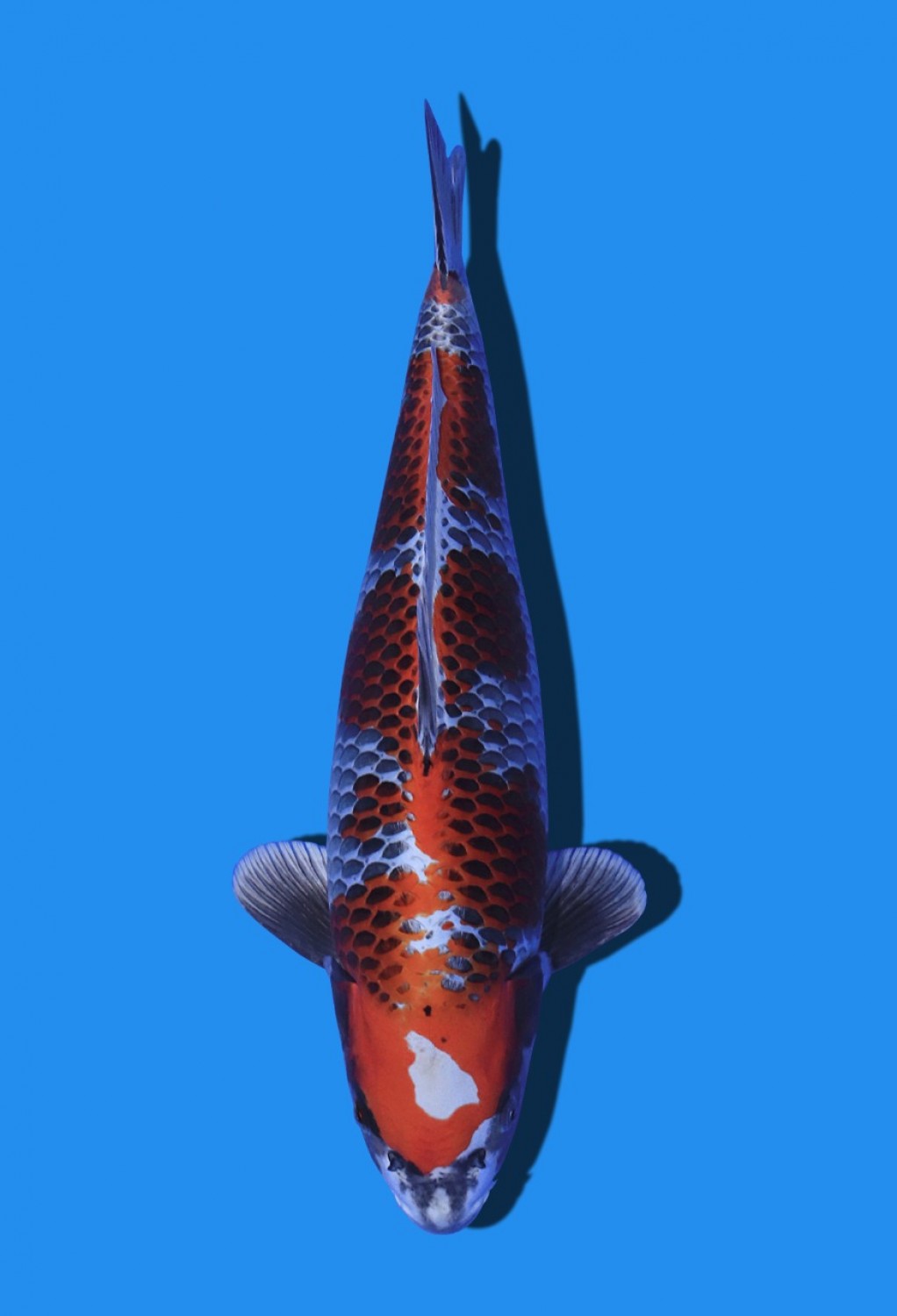Juara 2