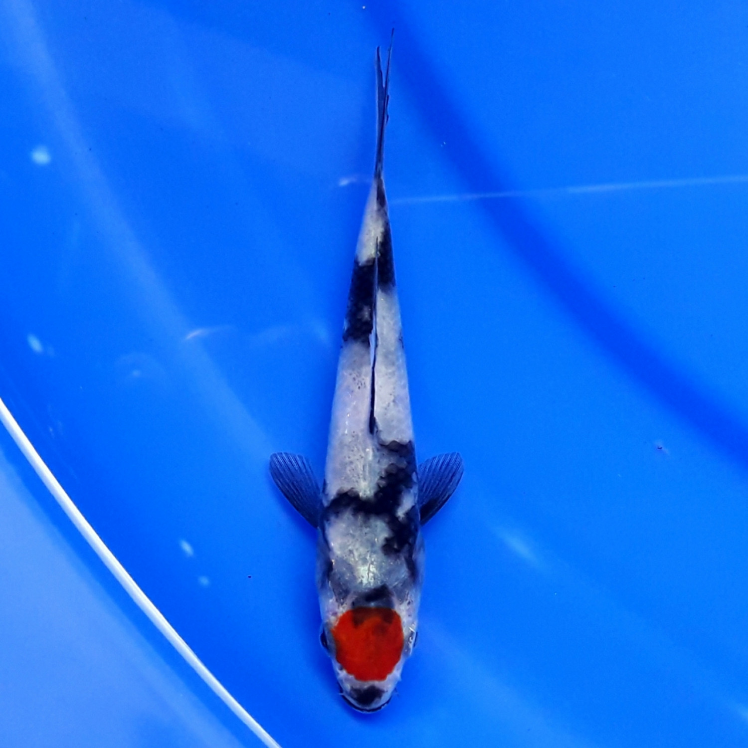 Best In Size C Up 10 cm