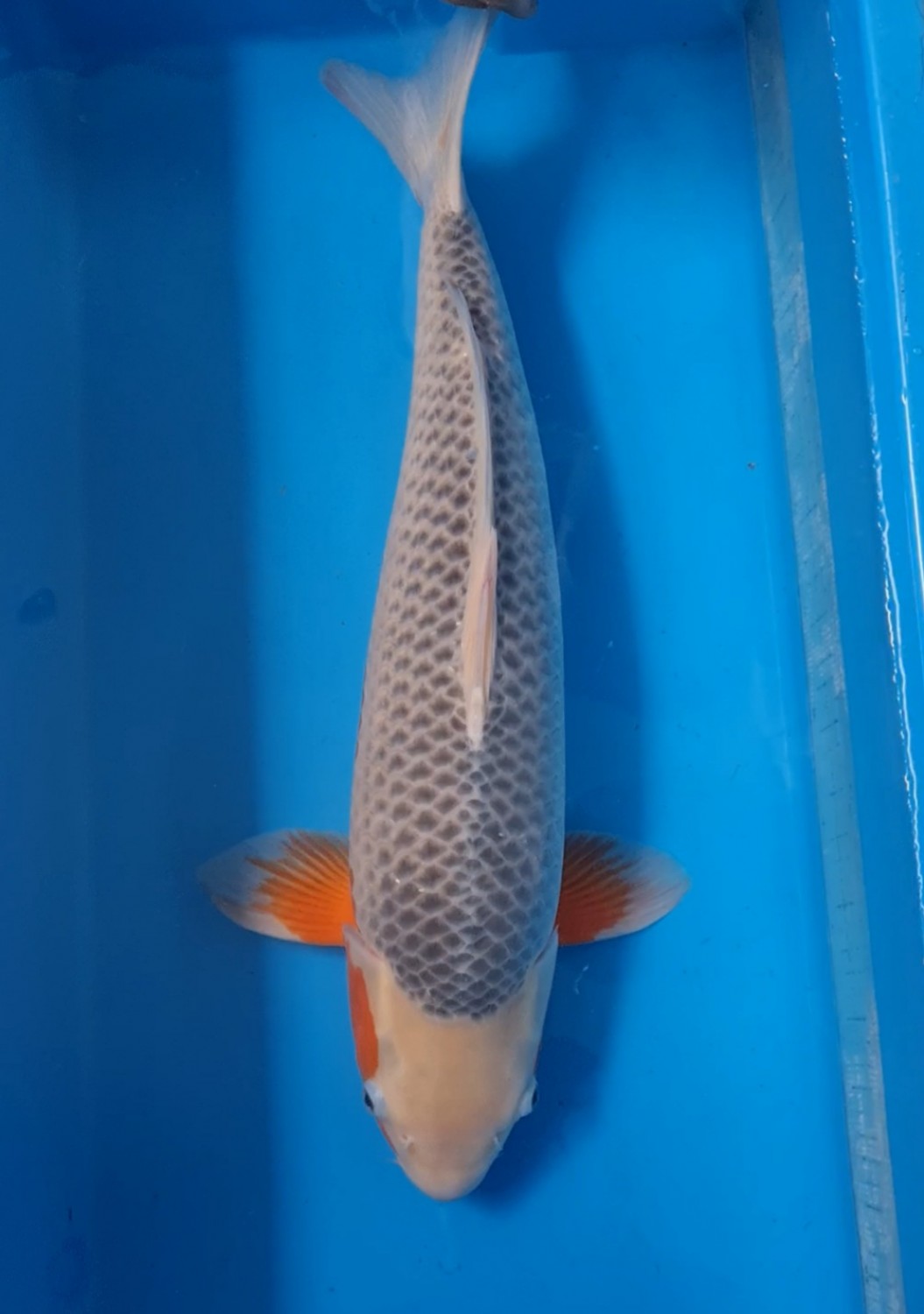 Juara 1
