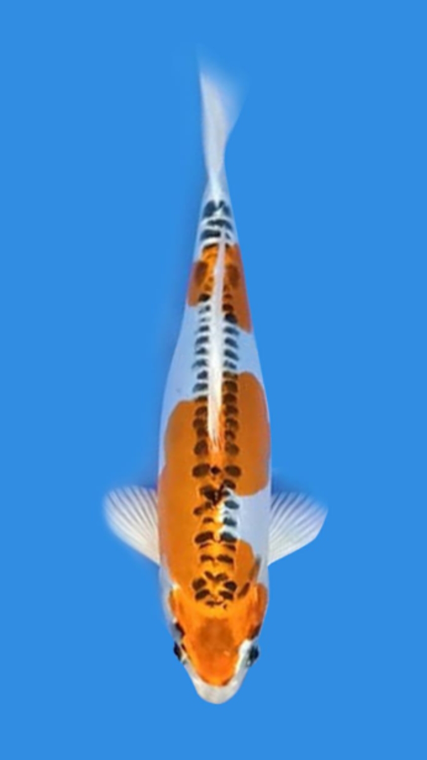 Juara 5