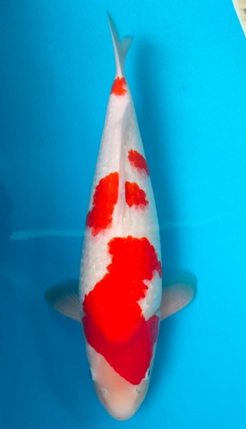 Juara 2