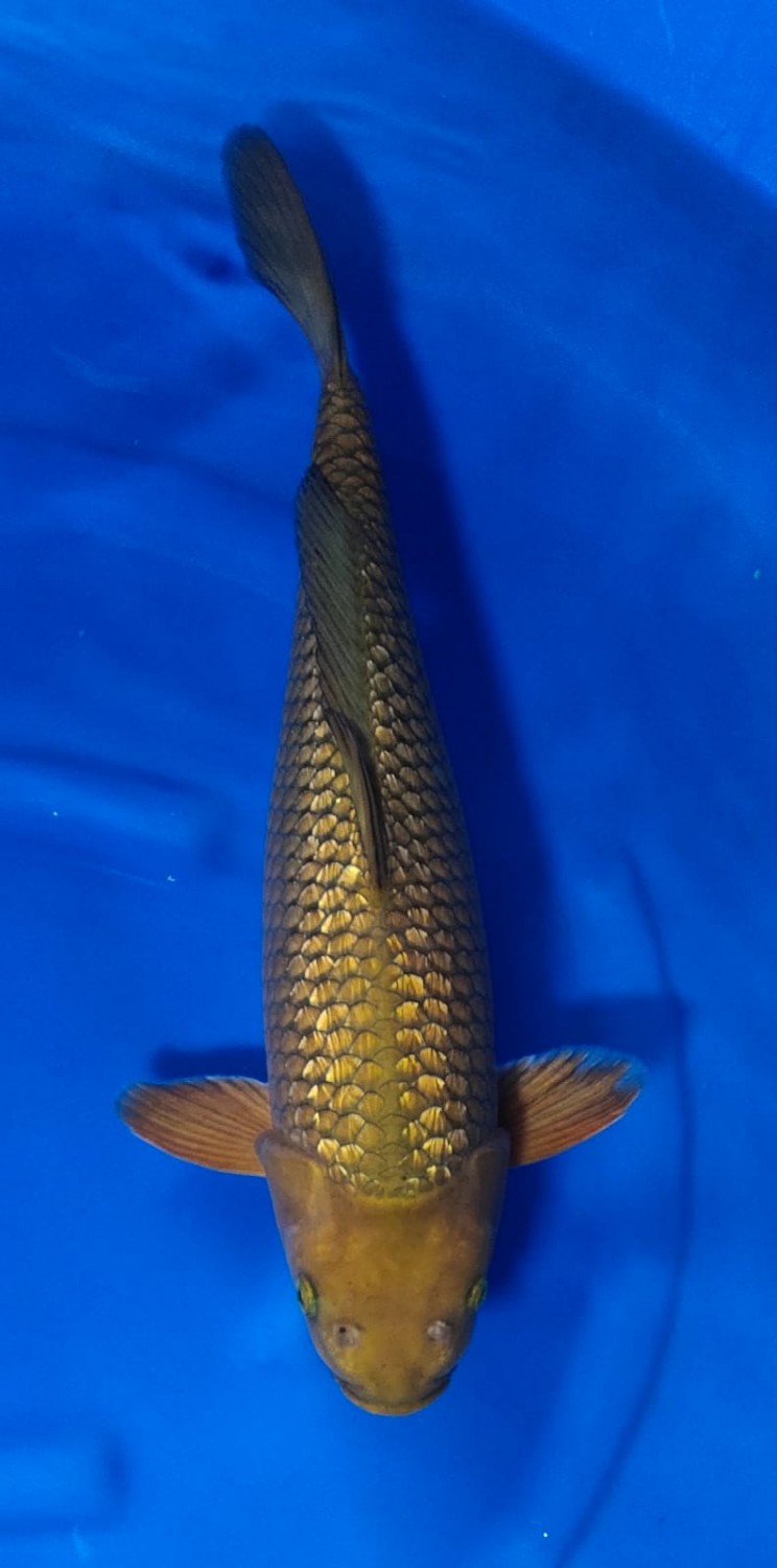 Juara 1