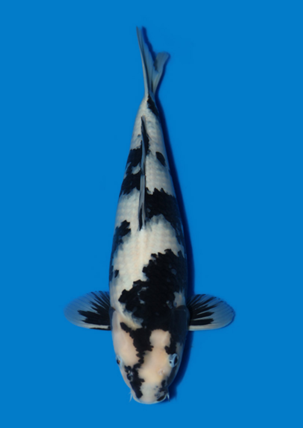 Juara 2
