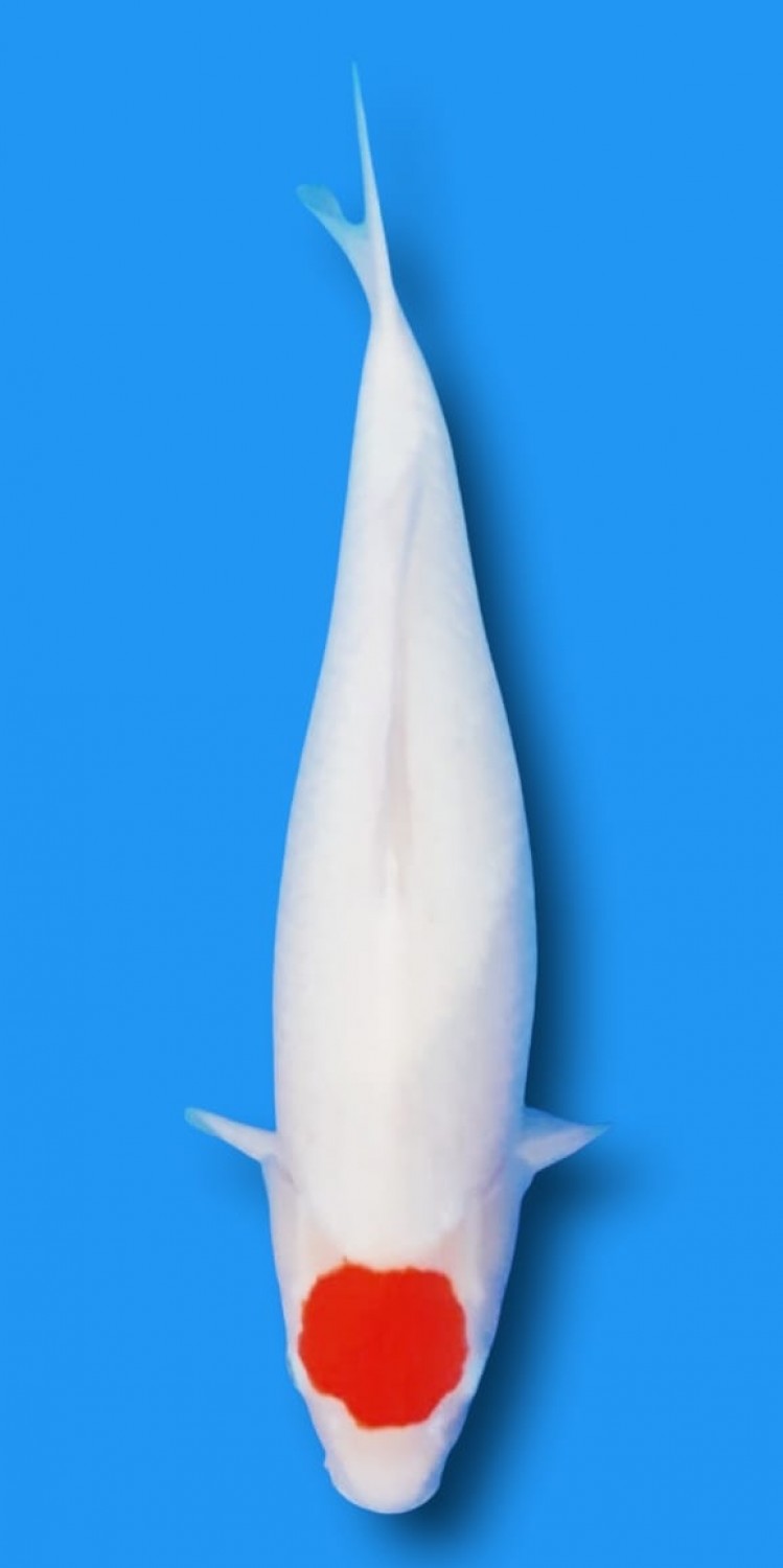 Juara 2