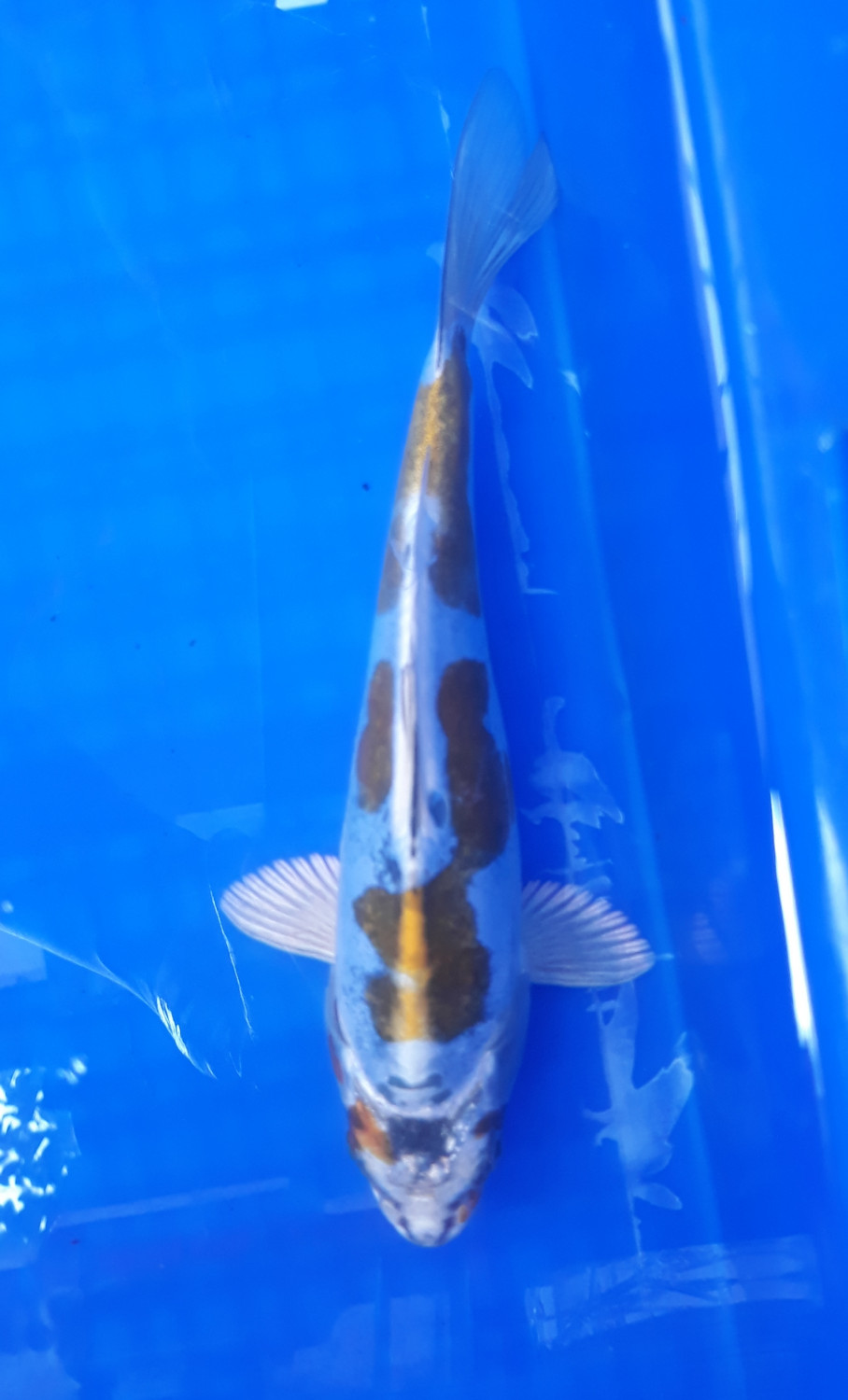 Juara 4