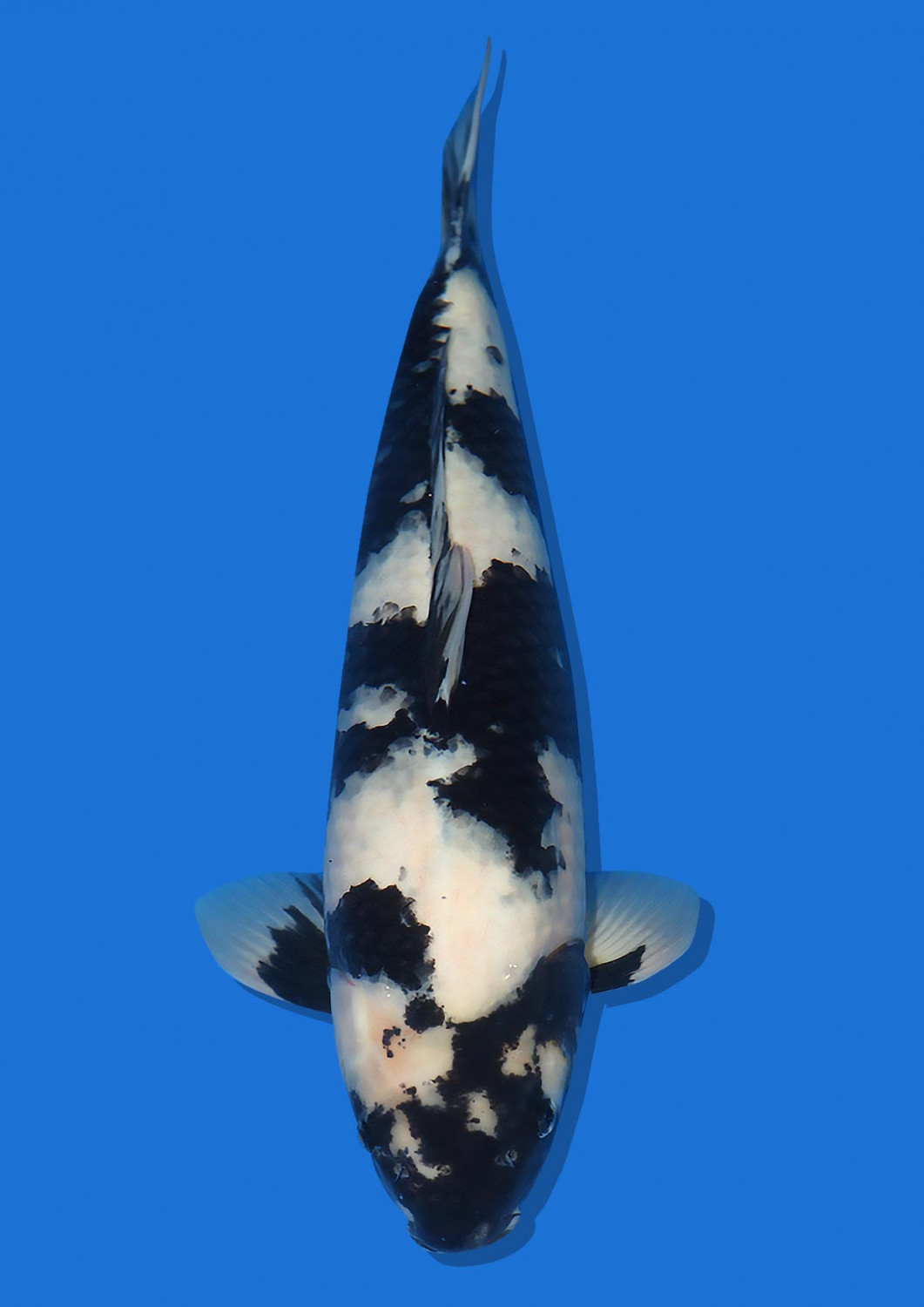 Juara 2