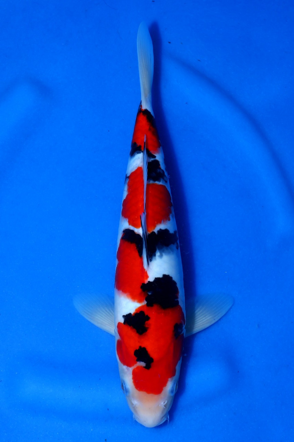 Juara 2
