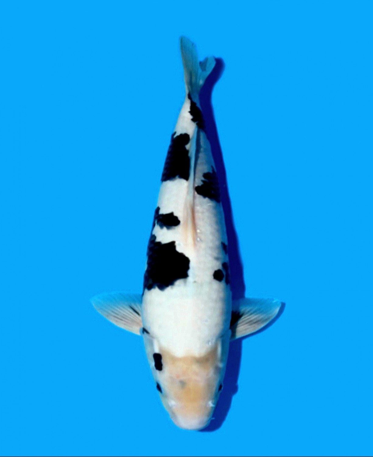 Juara 4
