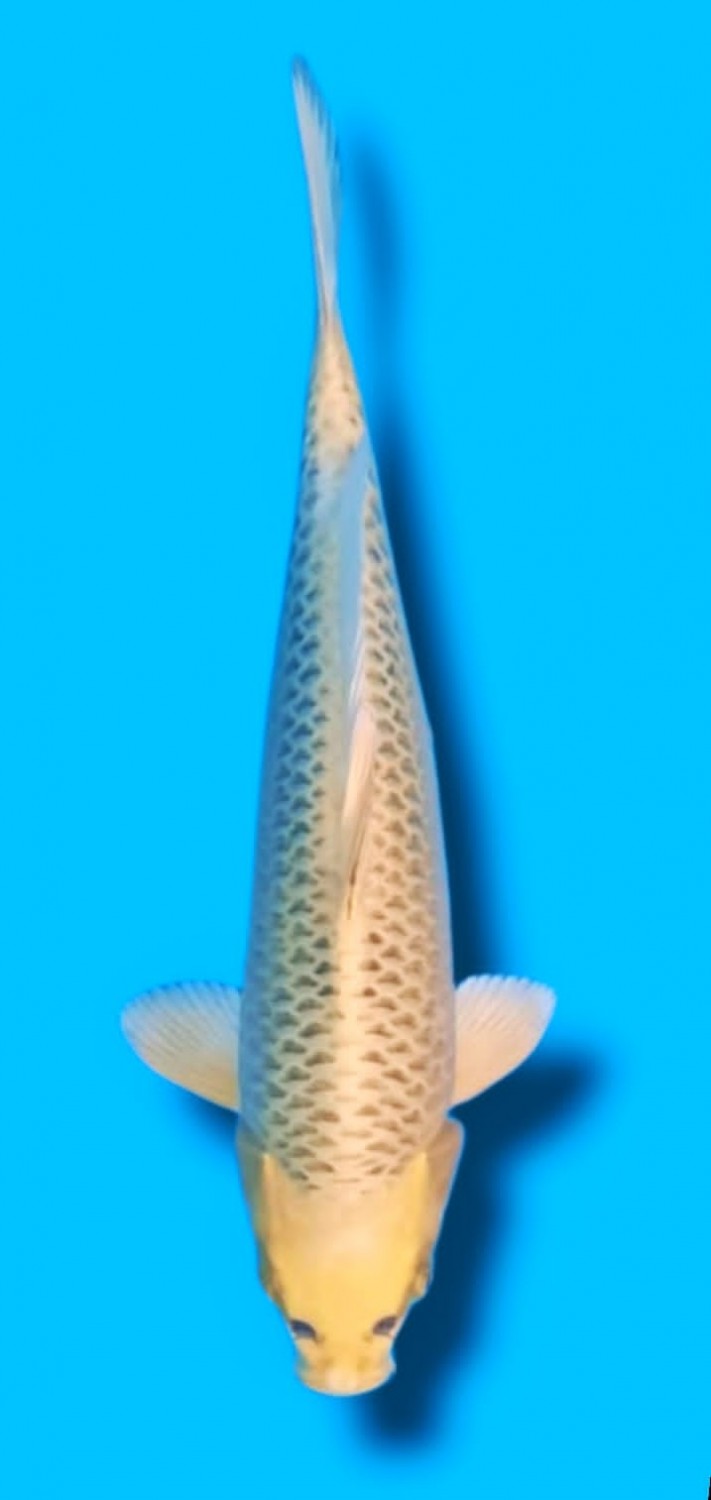 Juara 1
