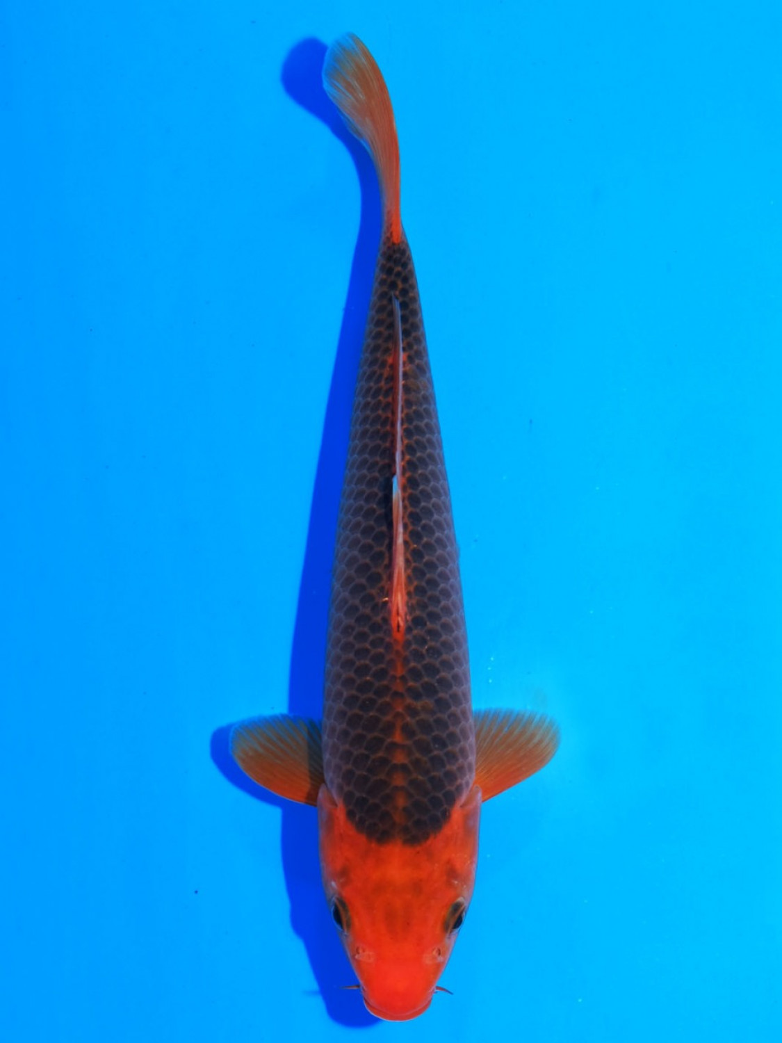 Juara 1