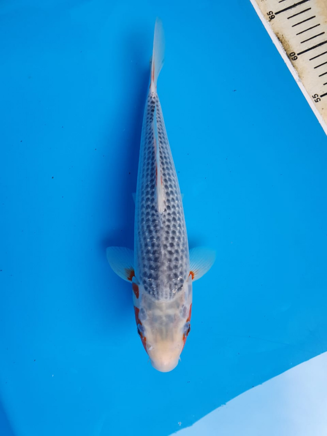 Juara 1