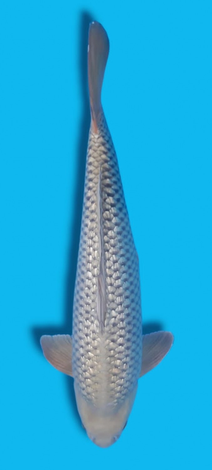 Juara 3