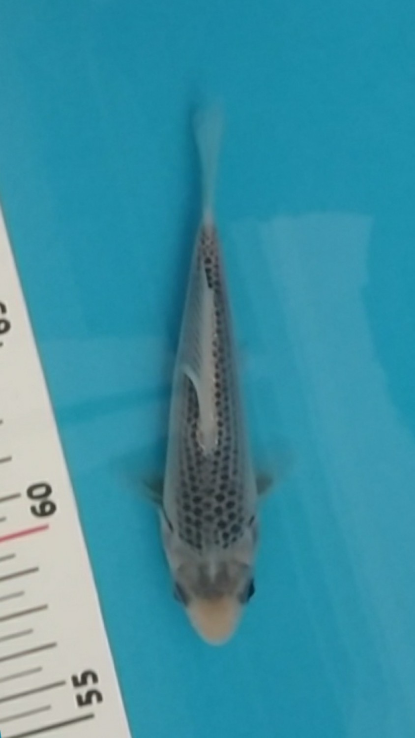 Juara 4