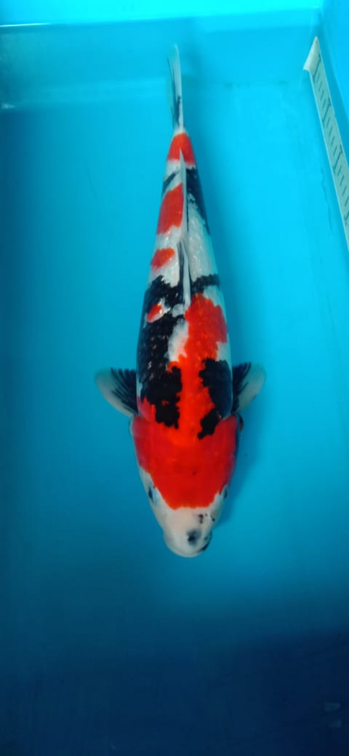 Juara 1