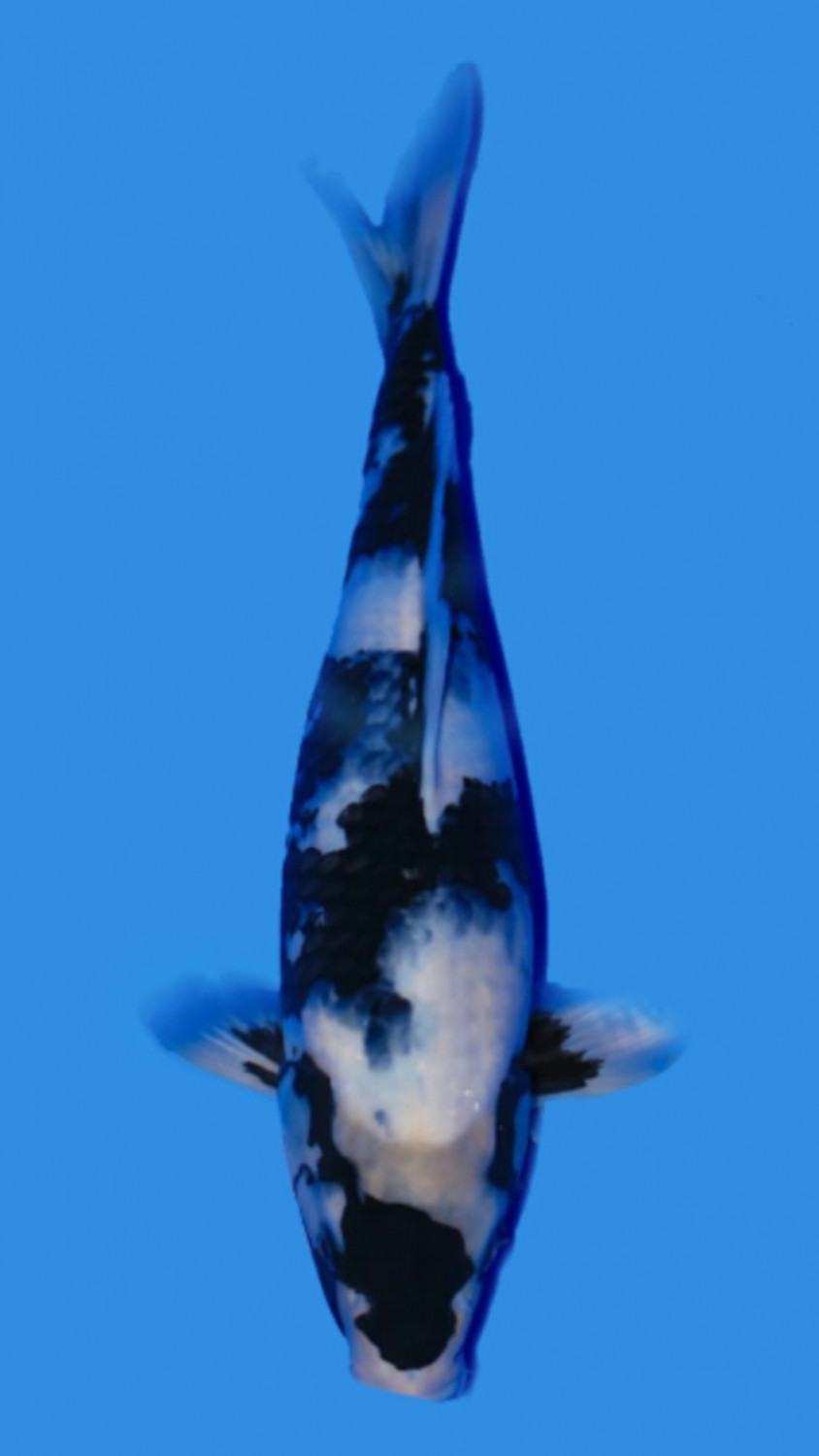Juara 1