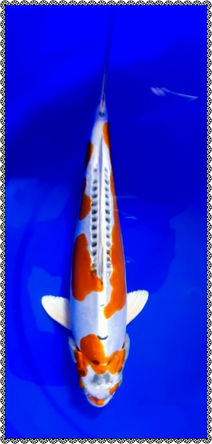 Juara 3