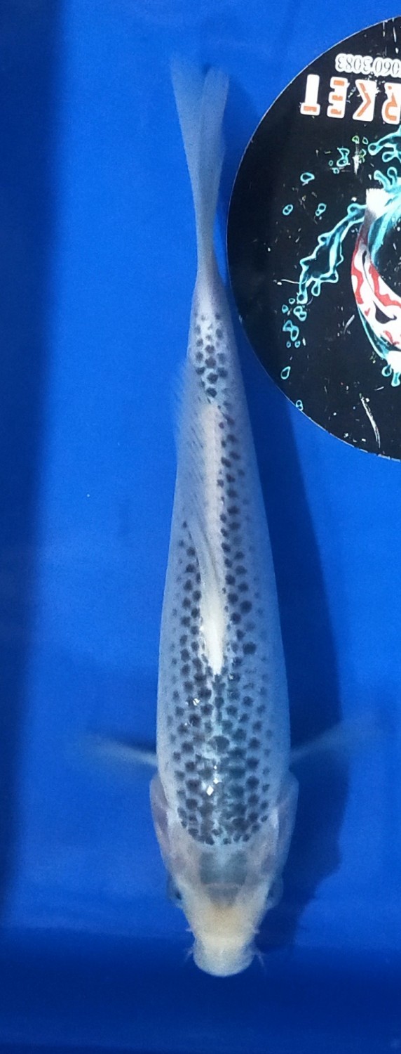 Juara 1