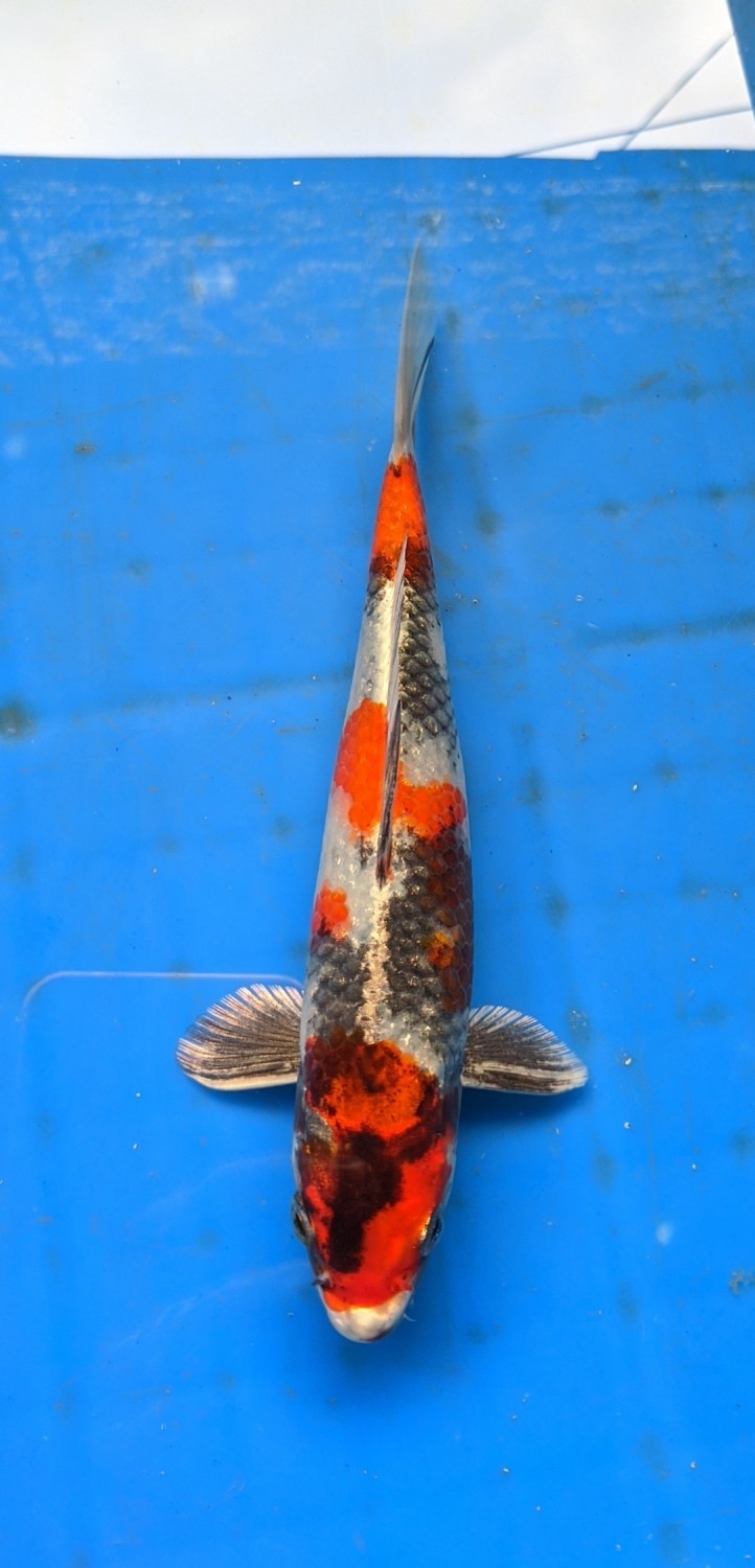 Juara 2
