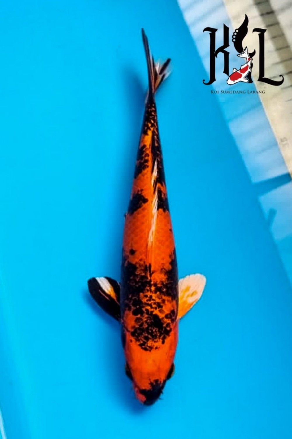 Juara 3
