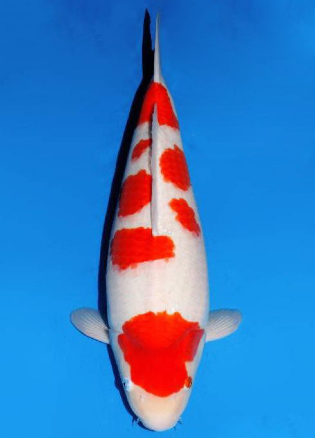 Juara 1