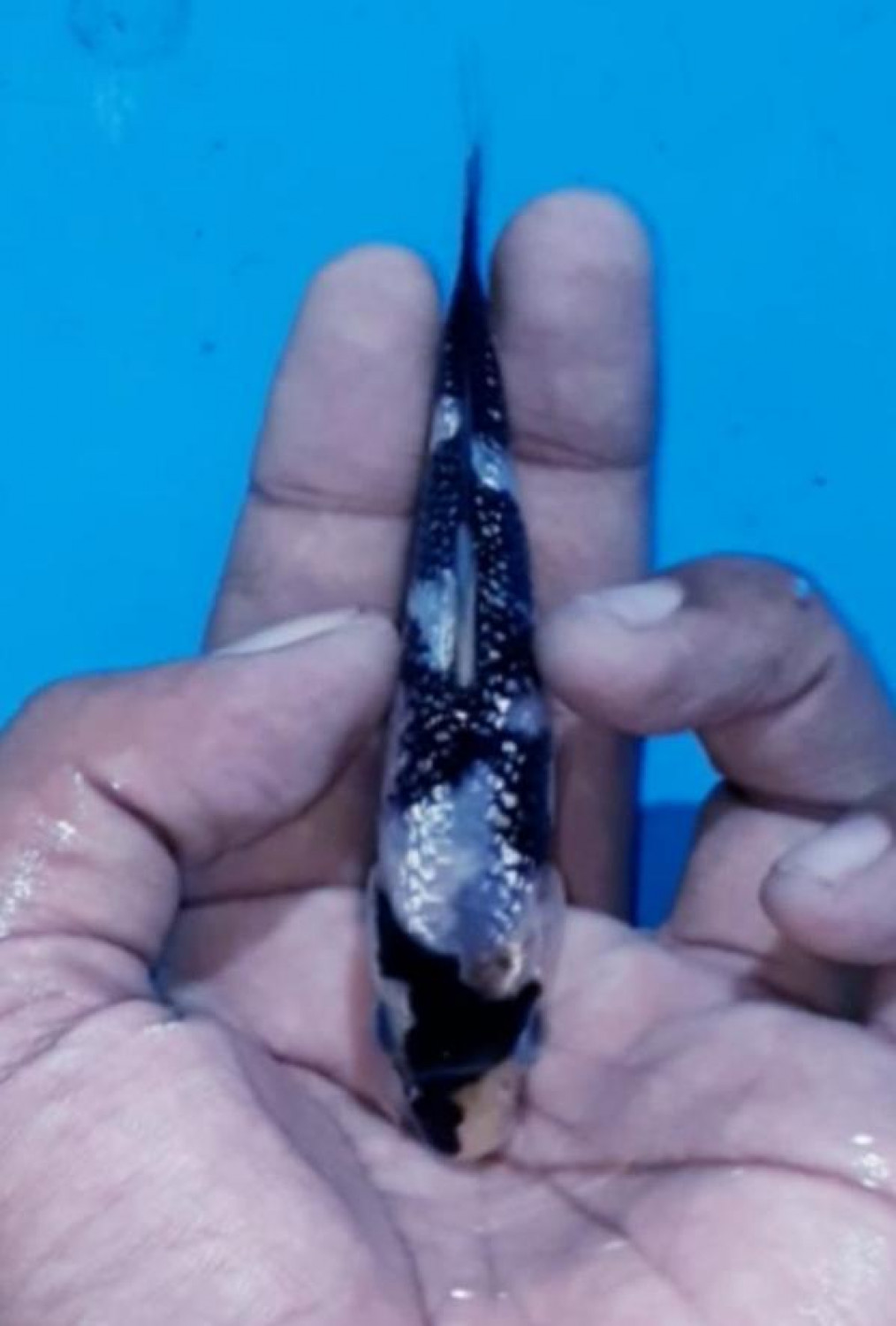Best In Size C Up 10 cm