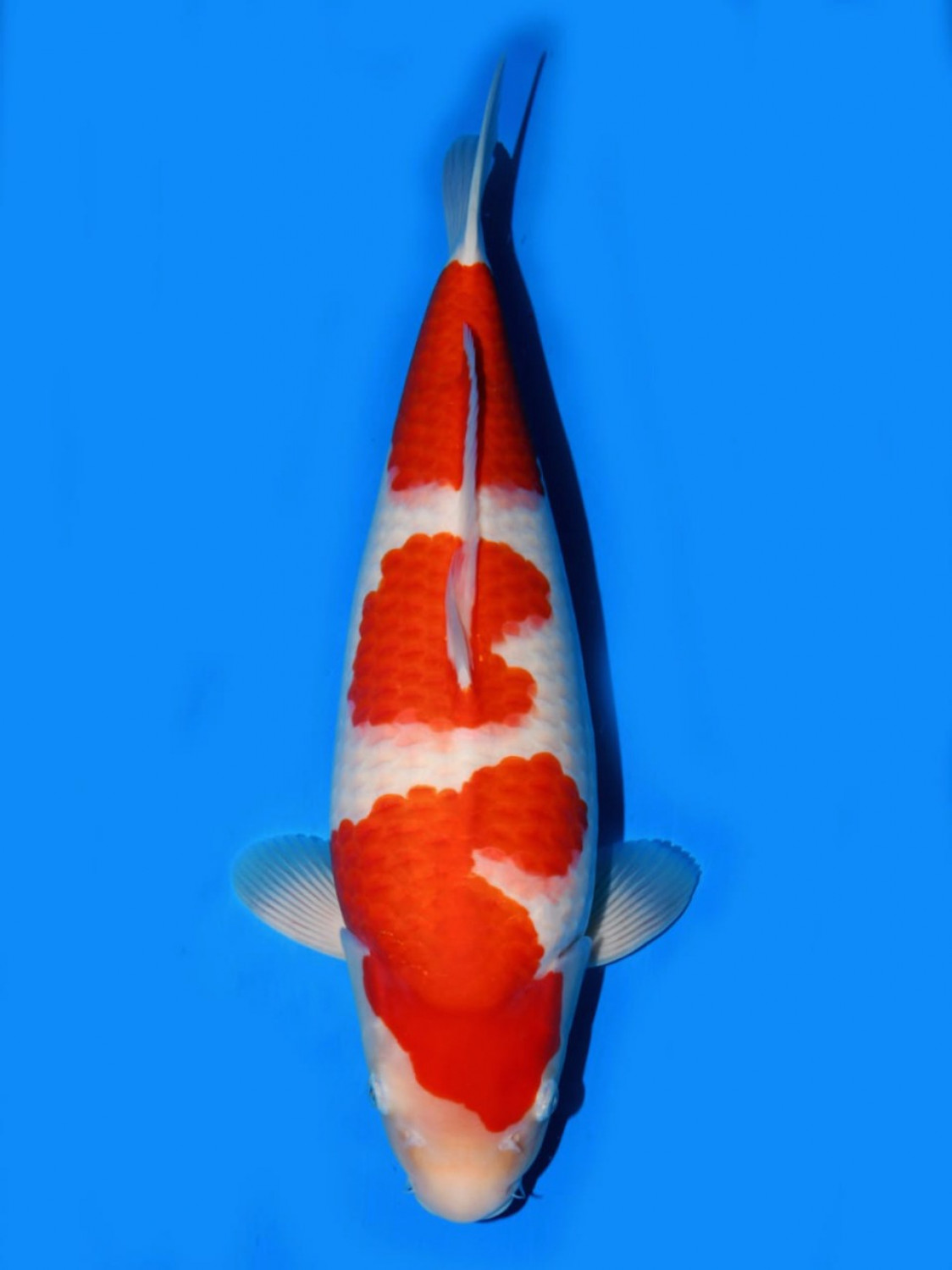 Best In Size A 51 - 55 cm