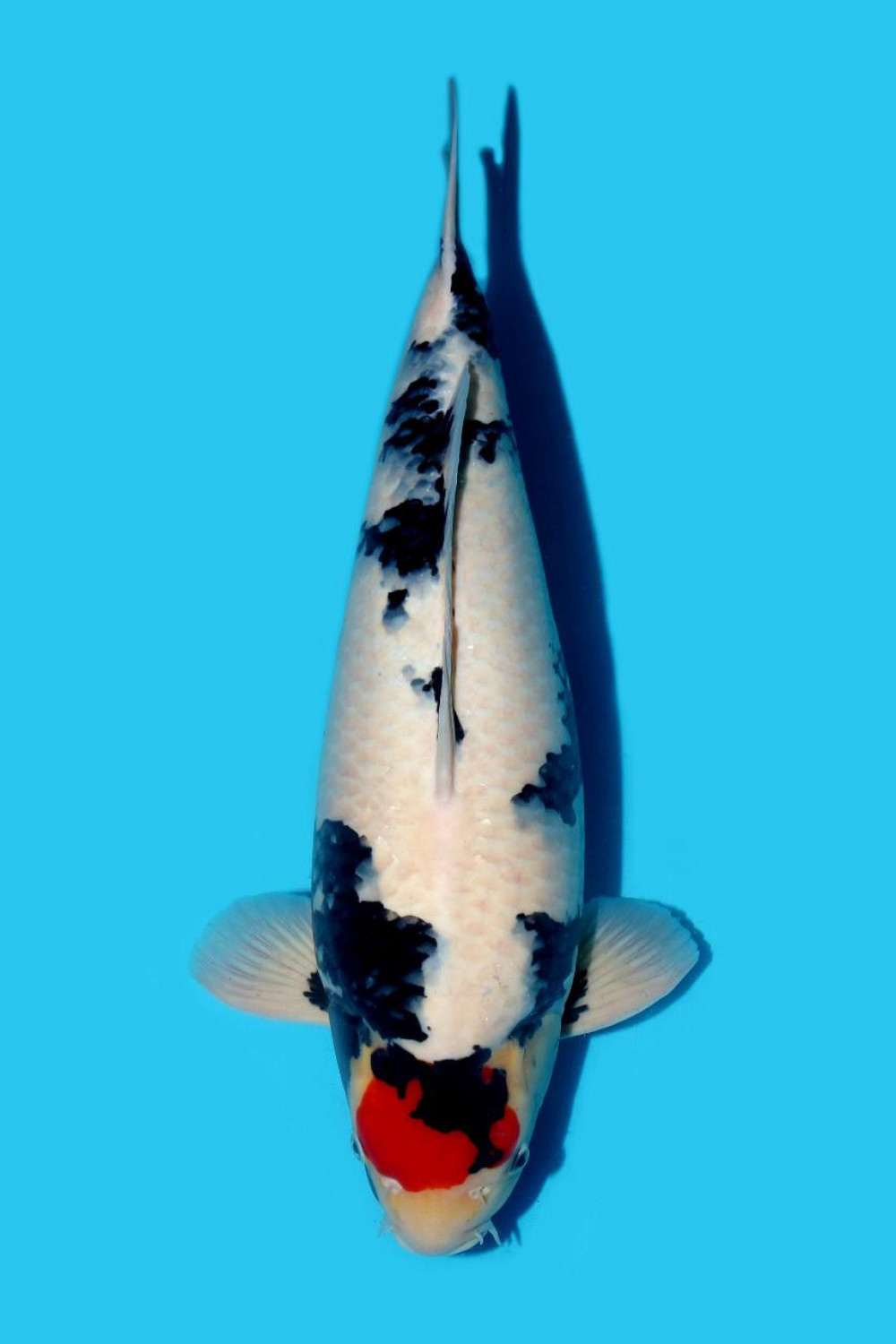 Juara 5