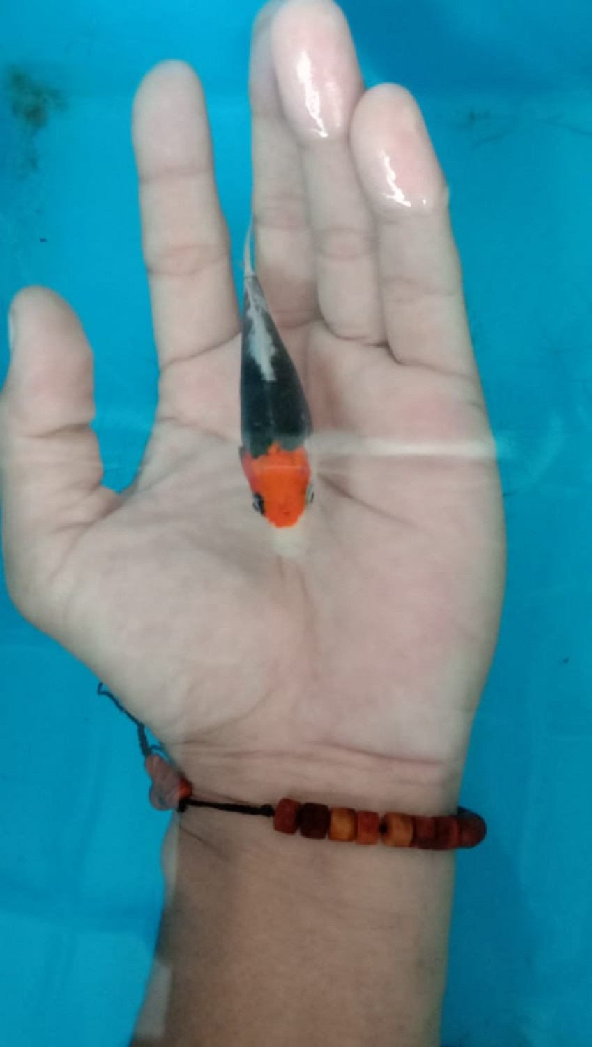 Juara 4