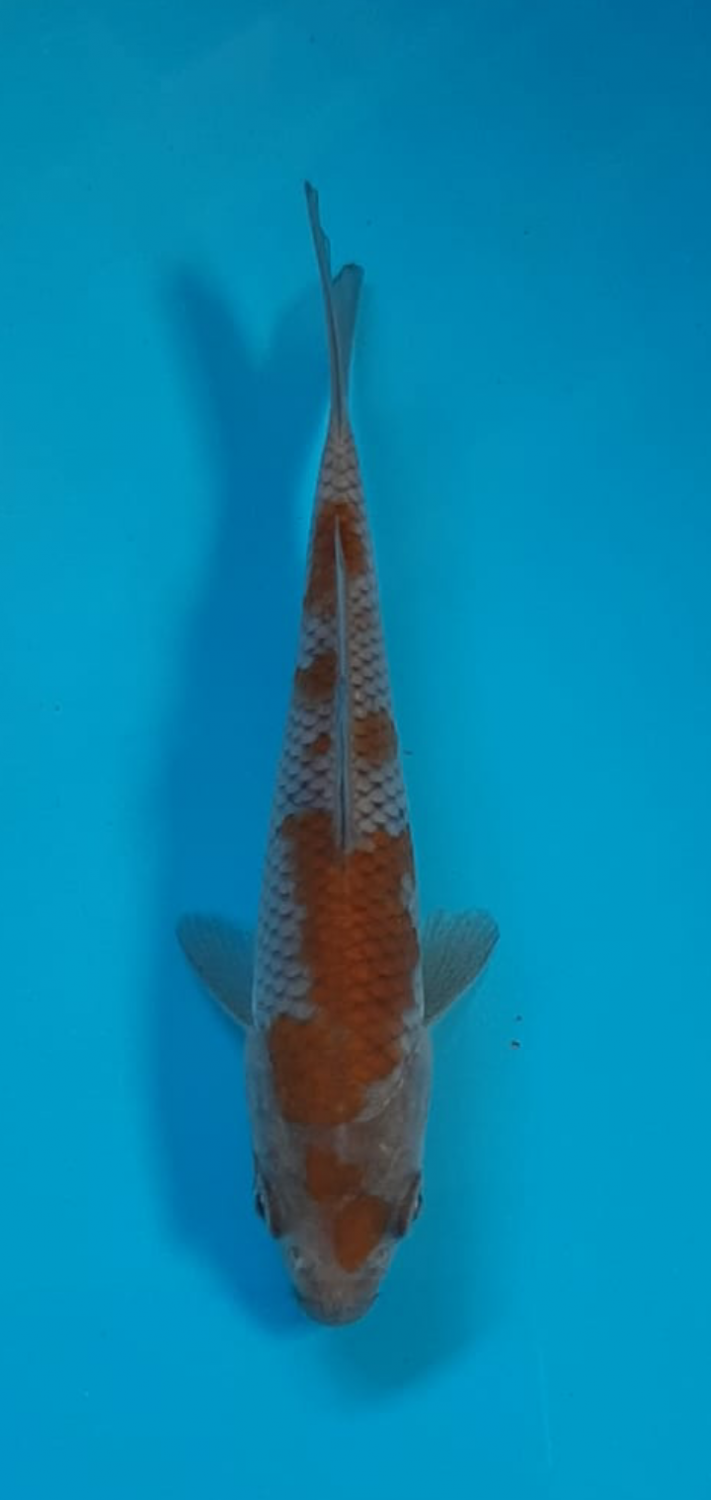 Juara 5