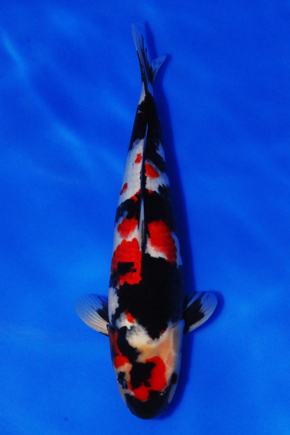 Juara 5